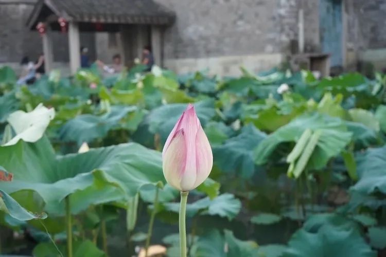 简析